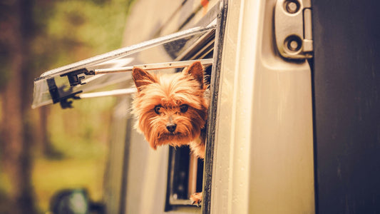 Dog Travel Tips - DogsDomain.com.au
