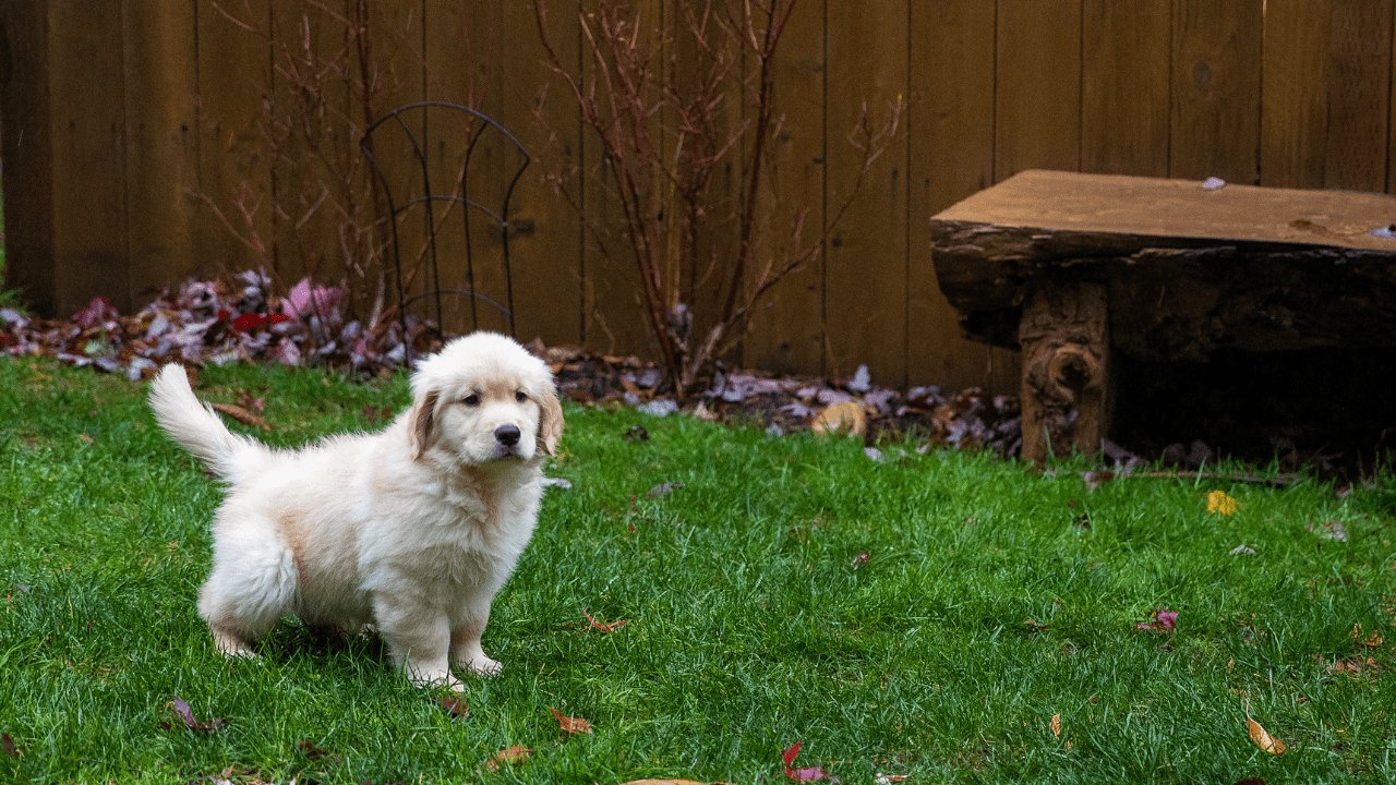 Puppy Potty Training DogsDomain au puppy-potty-training-dogsdomain-au