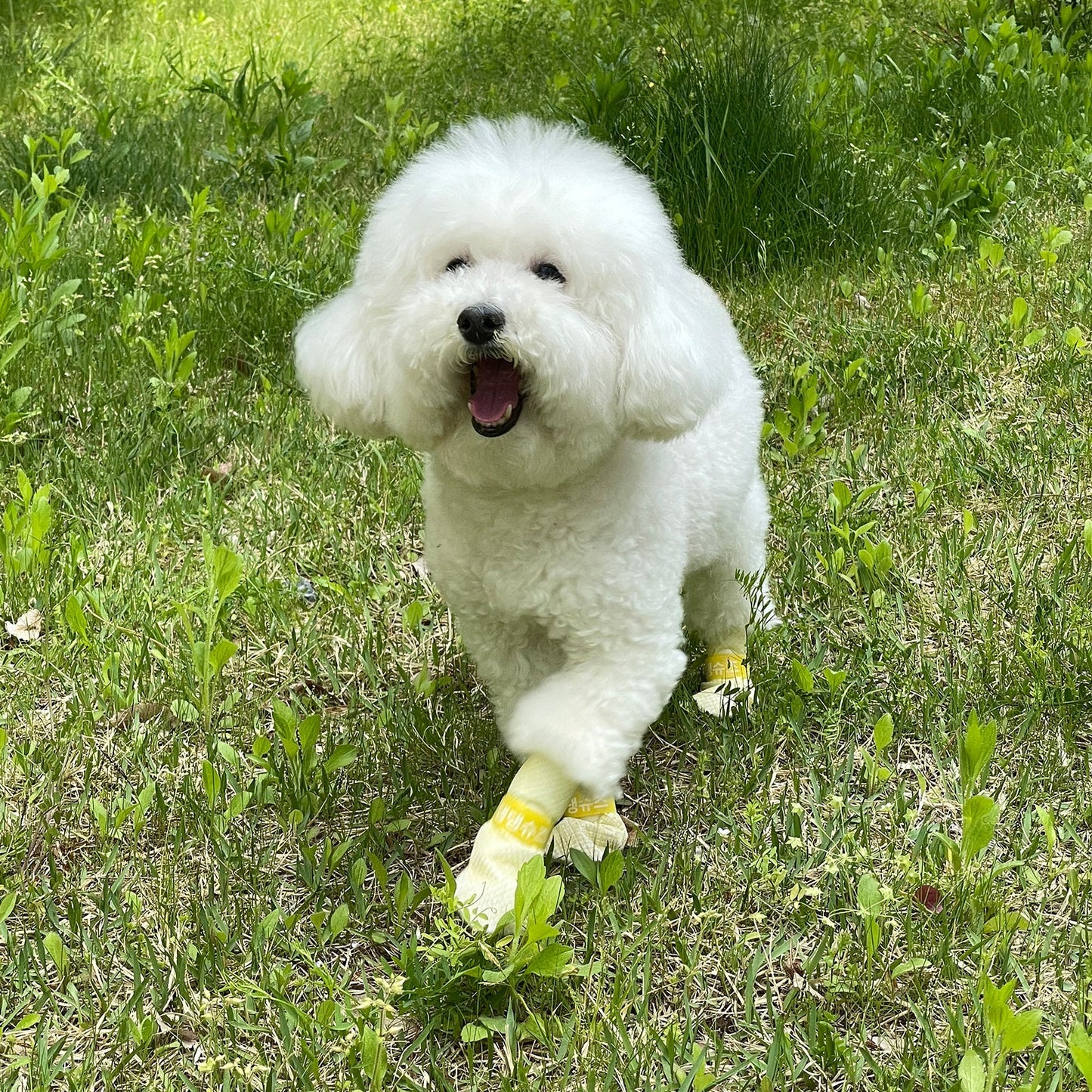 Daeng Daeng Shoes 28pc M Violet Dog Shoes Waterproof Disposable Boots Anti-Slip Socks - DogsDomain.com.au