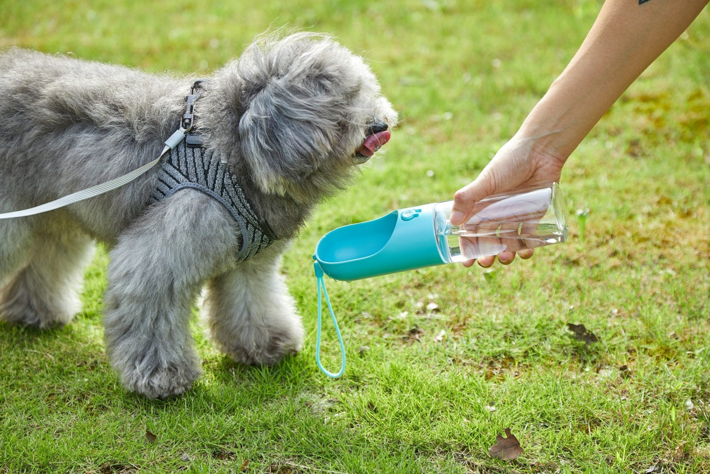 PETKIT Pet Bottle 400ml - Blue - DogsDomain.com.au