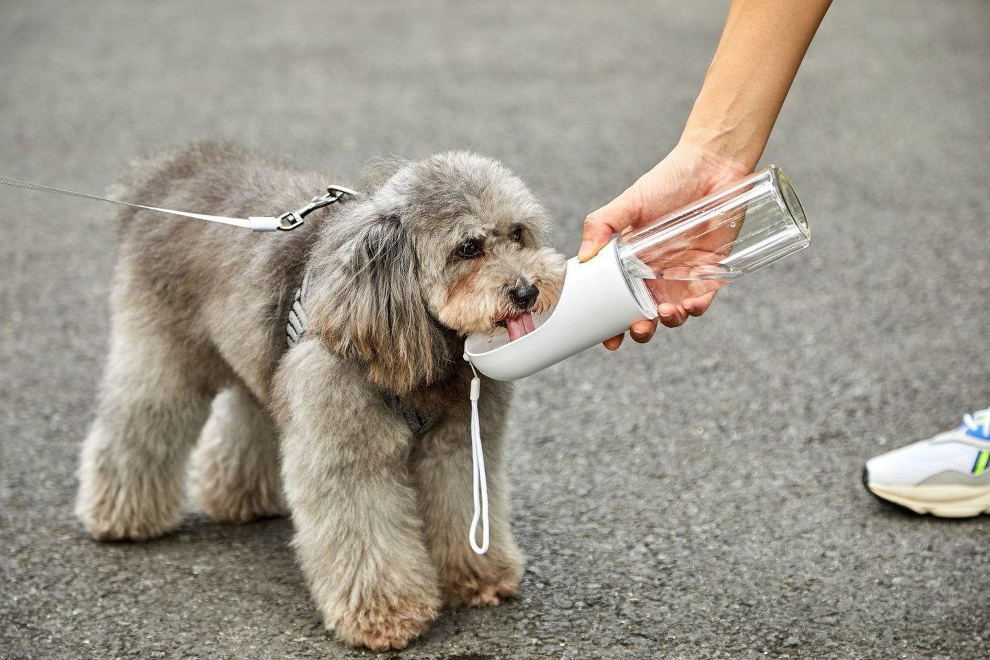 PETKIT Pet Bottle 400ml - Grey - DogsDomain.com.au