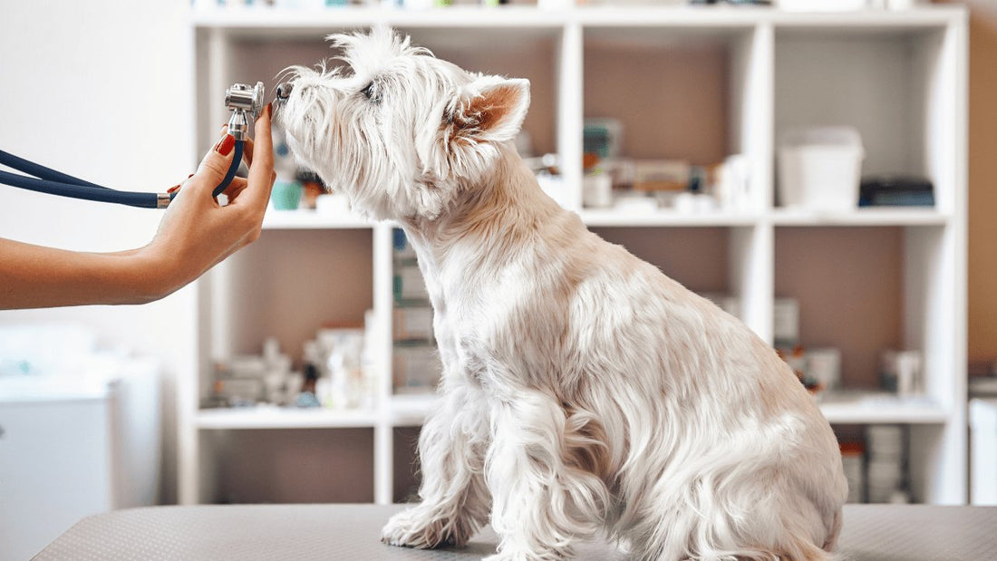 Pawsitively Healthy - DogsDomain.com.au