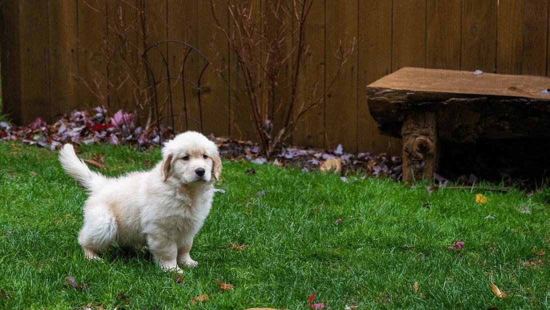 Puppy Potty Training - DogsDomain.com.au