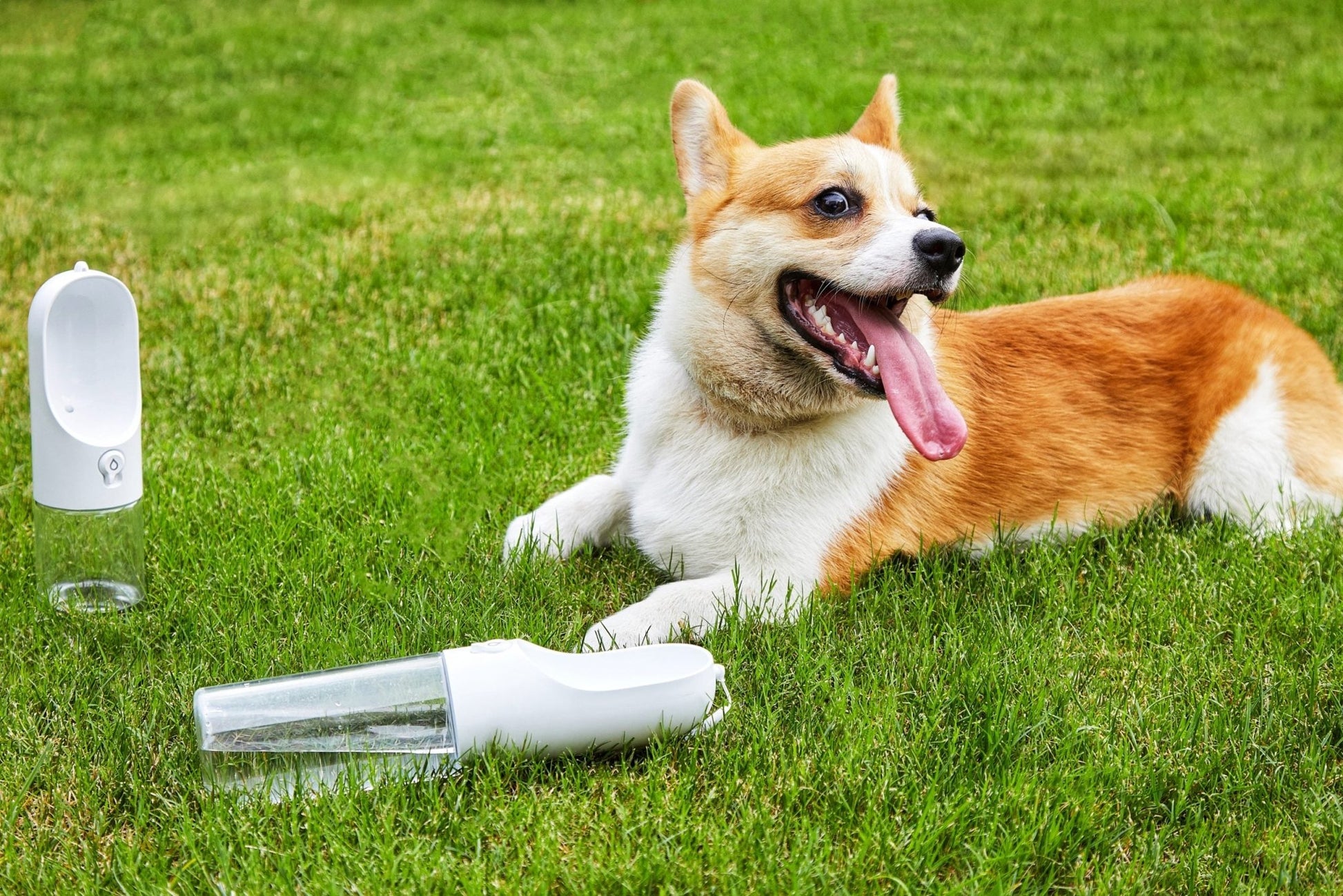 PETKIT Eversweet Travel Water Bottle - White 300Ml - DogsDomain.com.au
