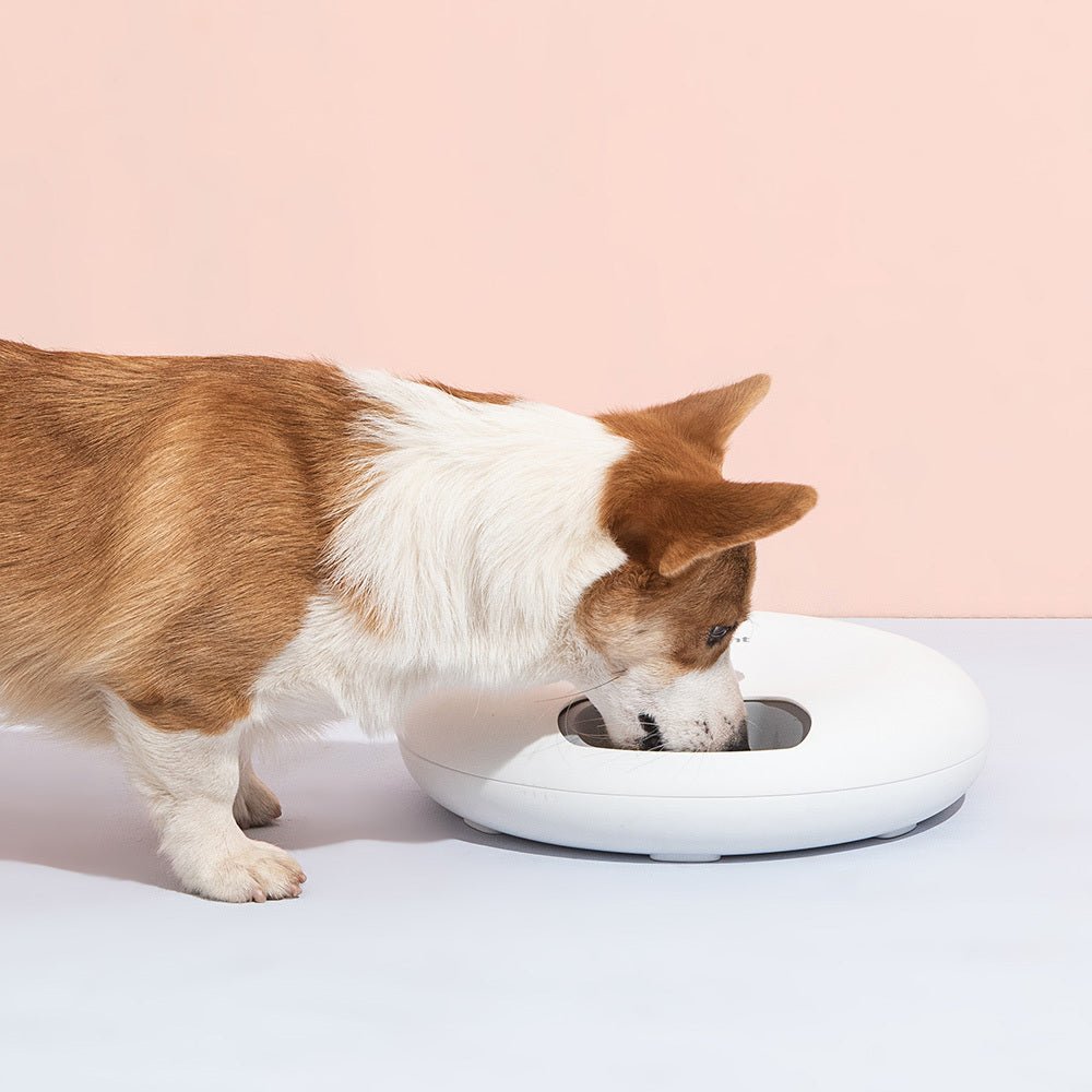 YES4PETS 6 Meal Automatic Pet Dog Cat Food Feeder Dispenser with Programmable Timer White - DogsDomain.com.au
